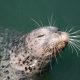 Harbor seal with prominent whiskers