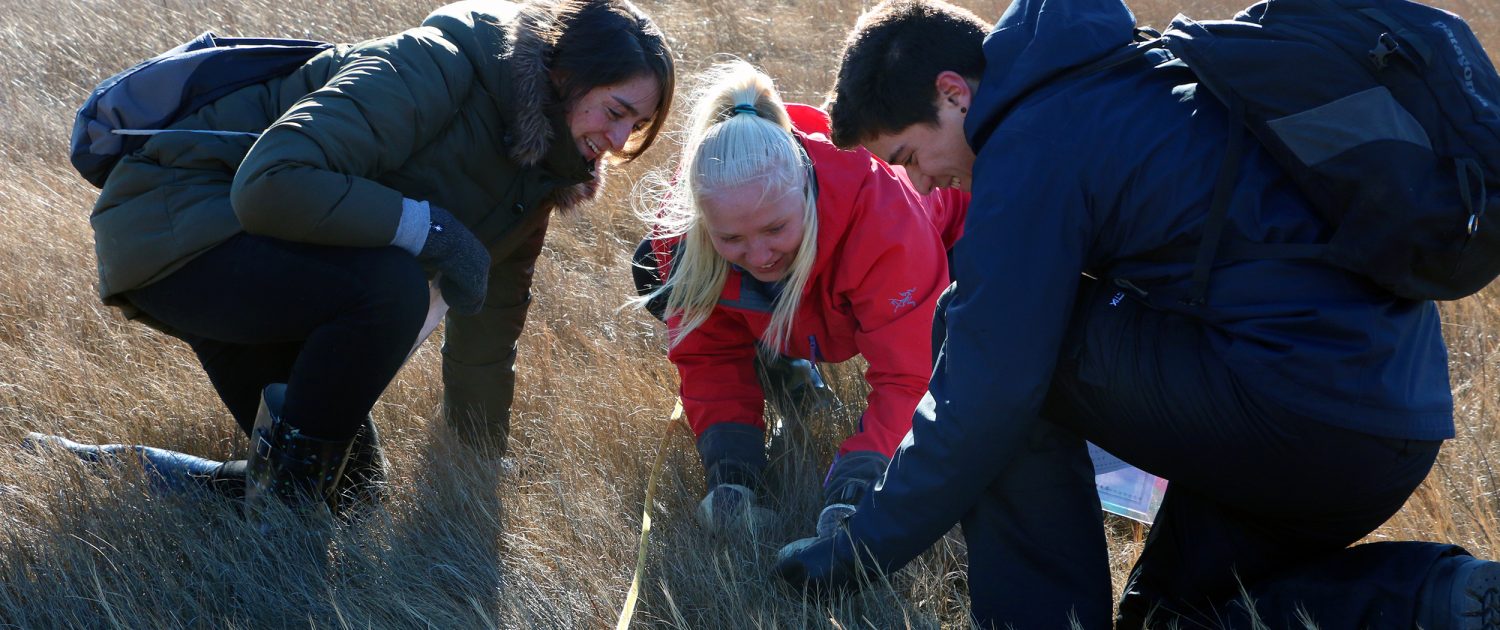 Three smiling students crouch in a salt marsh counting species of grass.