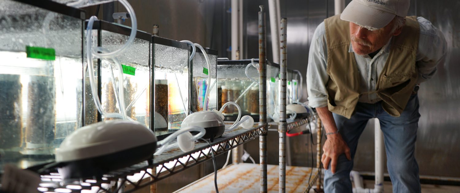 Scientist looks at a row of glass growing tanks