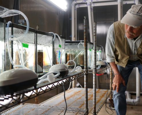 Scientist looks at a row of glass growing tanks