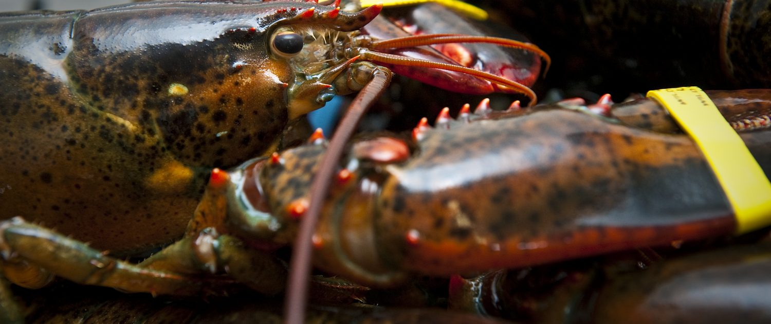 American lobster with both claws banded