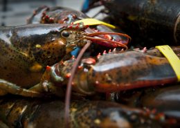 American lobster with both claws banded
