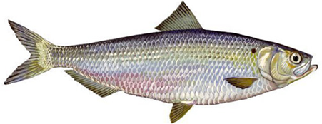 Illustration of a river herring