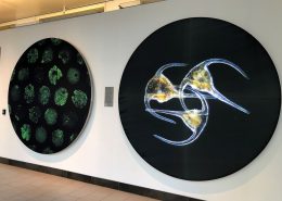 Two circular wall displays of microorganisms, one with three dinoflagellates, on display, winners of 2020 Koch Institute Image Awards