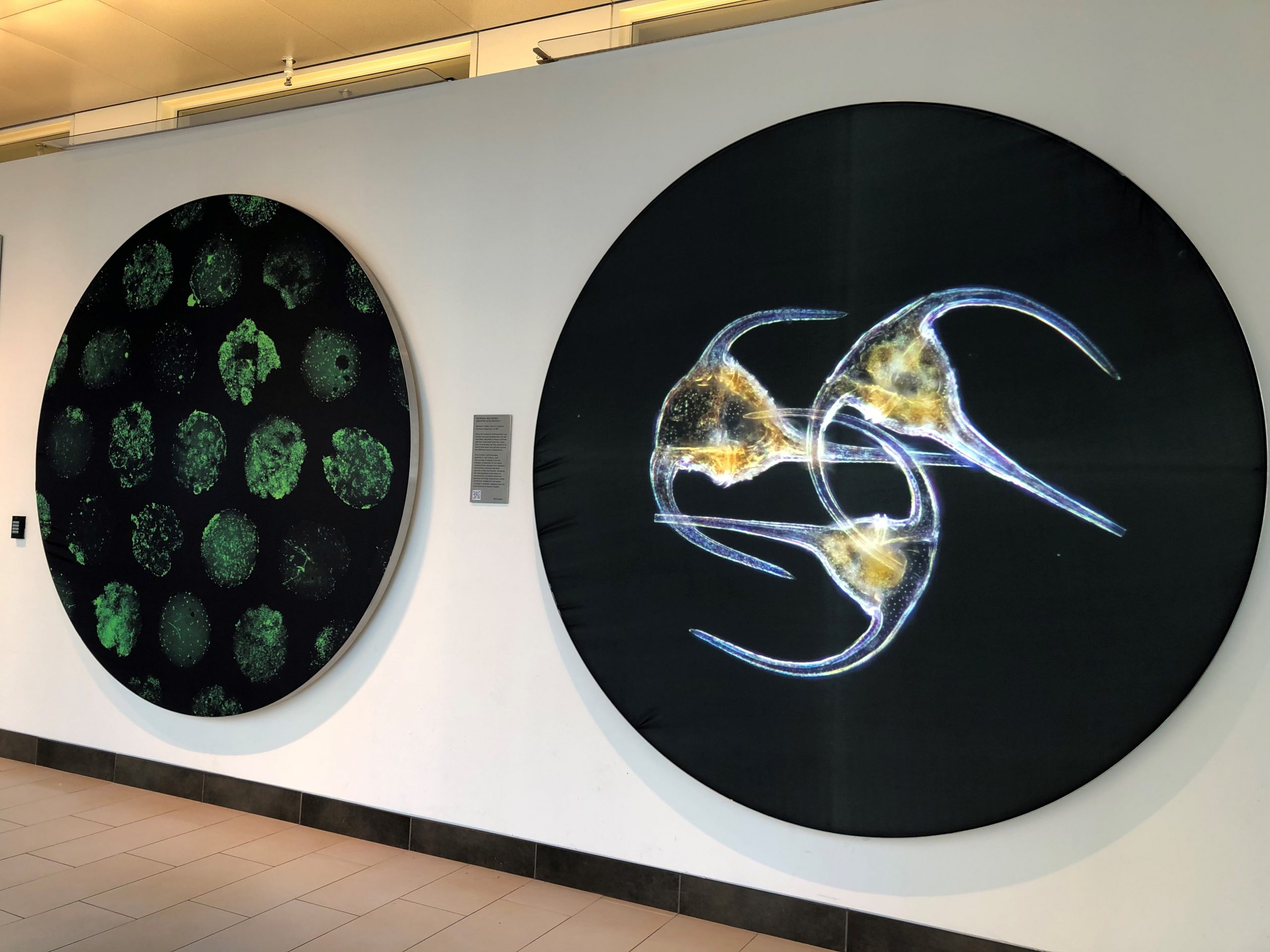 Two circular wall displays of microorganisms, one with three dinoflagellates, on display, winners of 2020 Koch Institute Image Awards