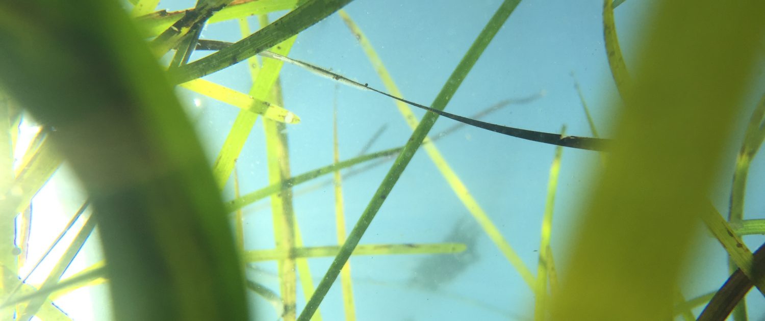 Eelgrass close-up from underwater, looking up towards blue water and sky.