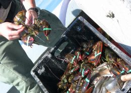 A lobster being held over a container of many lobsters