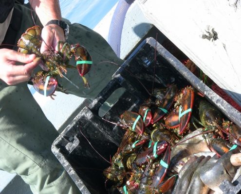 A lobster being held over a container of many lobsters