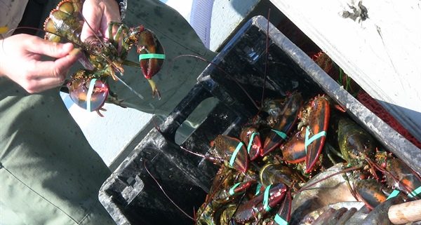 A lobster being held over a container of many lobsters