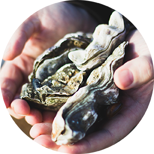 New oyster farmers help highlight National Seafood Month