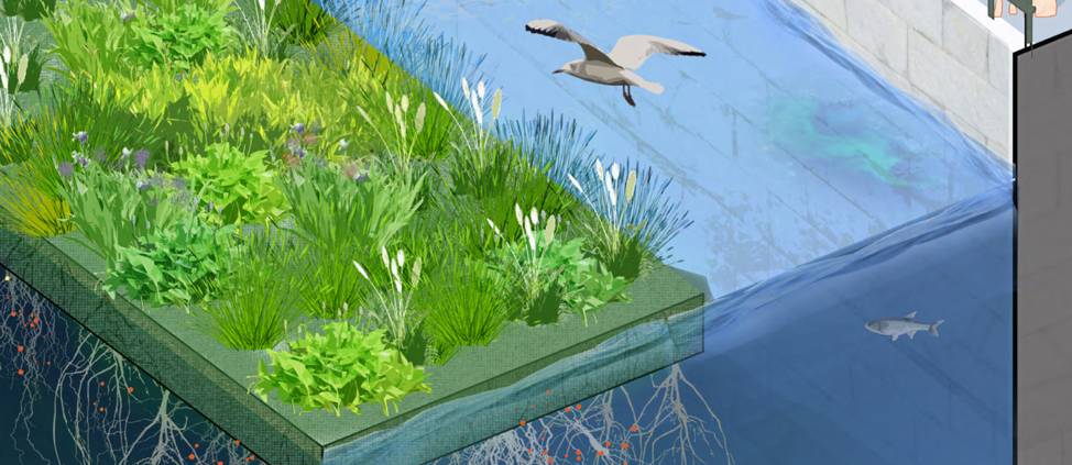 An illustration of the Charles River Floating Wetland