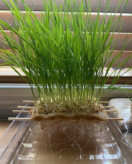 The floating wetland model, a green grass miniature wetland suspended over a tray of water
