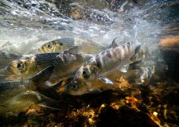 River herring migrating up a river (Photo: Tim Briggs)