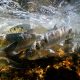 River herring migrating up a river (Photo: Tim Briggs)