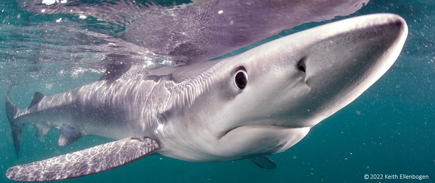A blue shark approaches the camera of underwater photographer Keith Ellenbogen.