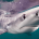 A blue shark approaches the camera of underwater photographer Keith Ellenbogen.