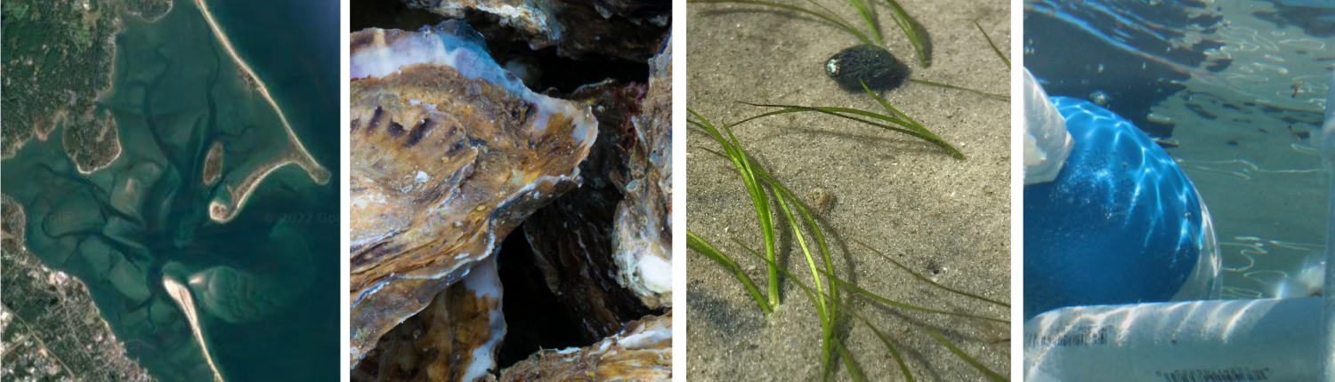 Four images showing a satellite view of Duxbury Bay, oysters, eelgrass, and underwater robotics.