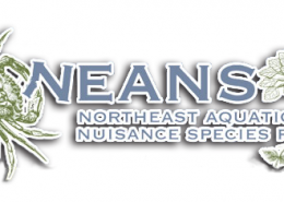 NEANS logo