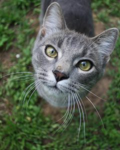 Cat with white whiskers