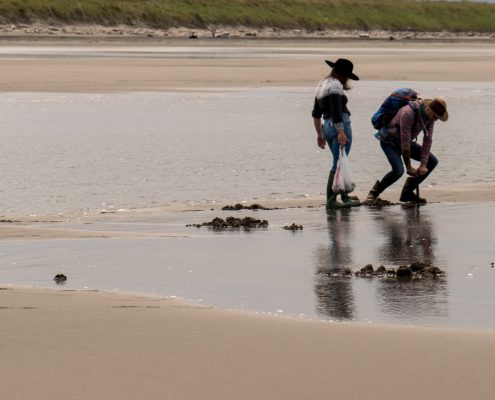 Two people shellfishing on a sandy shore