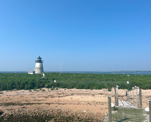 A lighthouse and sea birds on a Massachusetts coast. Photo by Sarah Guitart