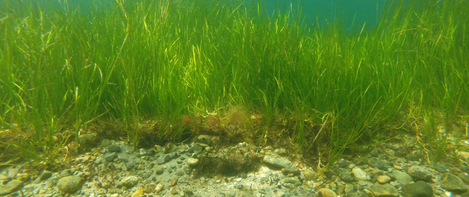 Eelgrass bed underwater