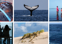 A collage of photographs including a lobster, whale tail, a group standing in water, dune grass, and students launching a Miniboat.