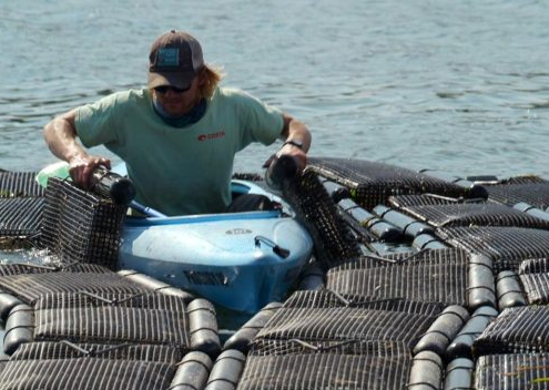 An aquaculture farmhand flips oyster bags from a kayak (Photo: John Freidah)