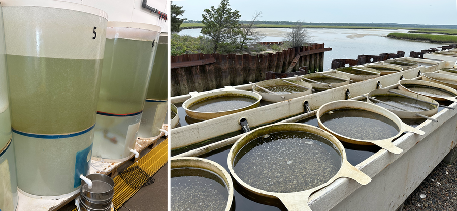 Conical tanks for growing shellfish and upwellers that increase water flow to accelerate seed growth.