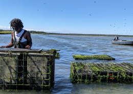 AIM intern flipping an oyster bag on an aquaculture farm