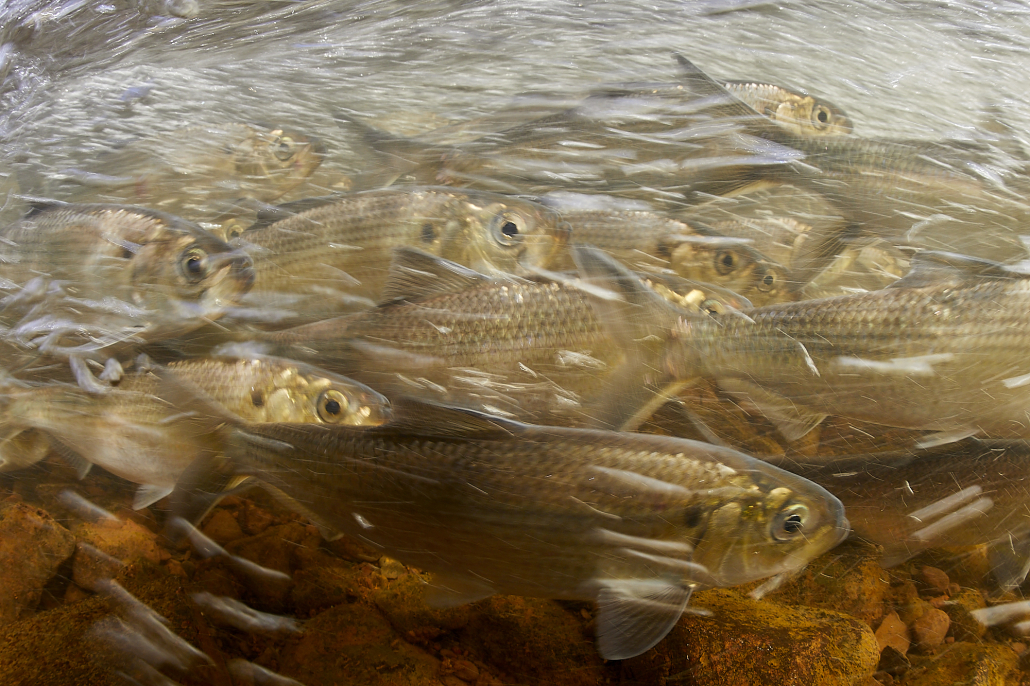 River herring migration beneath the surface (Photo: Keith Ellenbogen, MIT Sea Grant Visiting Artist)