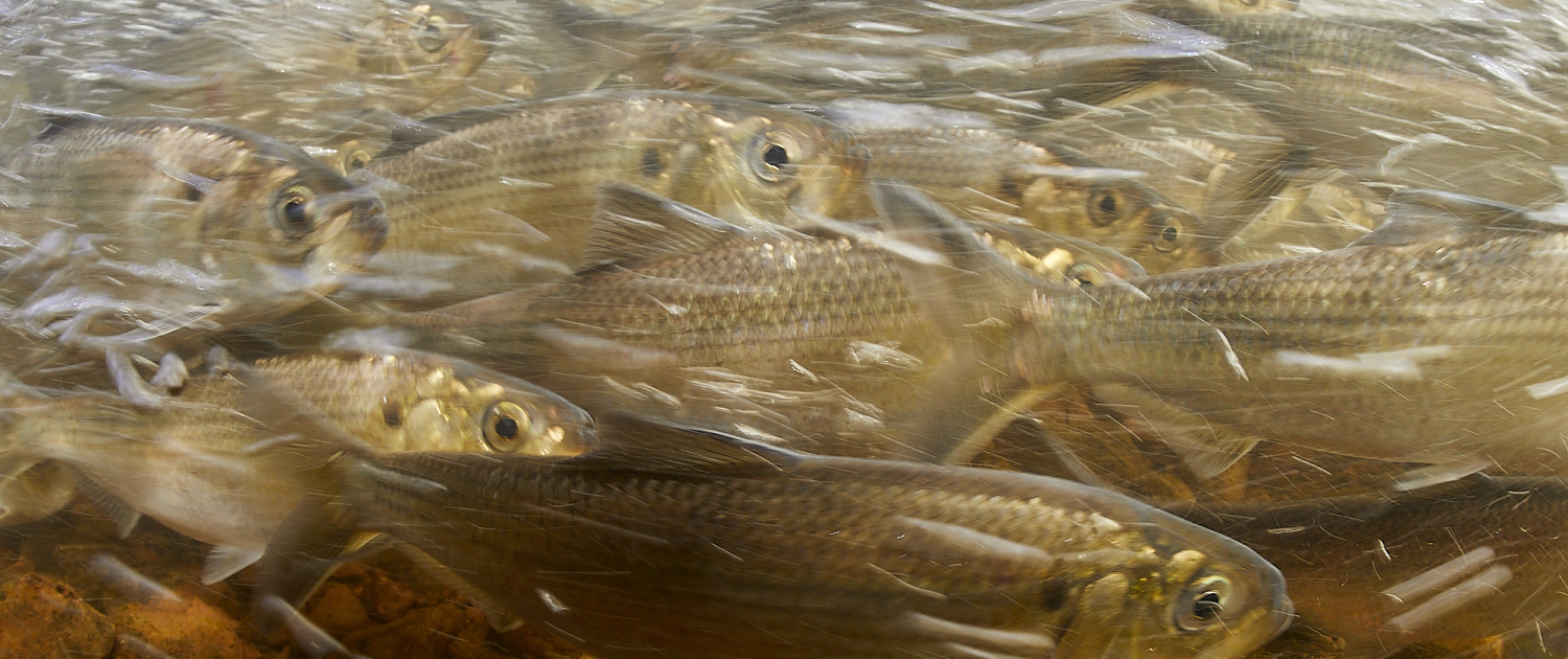 River herring migration beneath the surface (Photo: Keith Ellenbogen, MIT Sea Grant Visiting Artist)