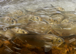 River herring migration beneath the surface (Photo: Keith Ellenbogen, MIT Sea Grant Visiting Artist)