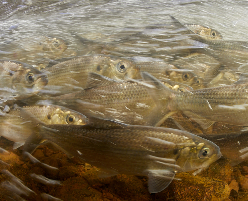 River herring migration beneath the surface (Photo: Keith Ellenbogen, MIT Sea Grant Visiting Artist)