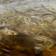 River herring migration beneath the surface (Photo: Keith Ellenbogen, MIT Sea Grant Visiting Artist)