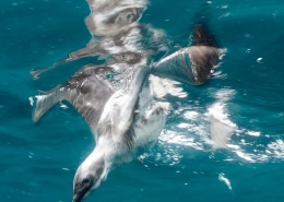 A bird diving into the ocean