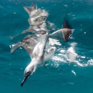 A bird diving into the ocean