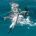 A bird diving into the ocean