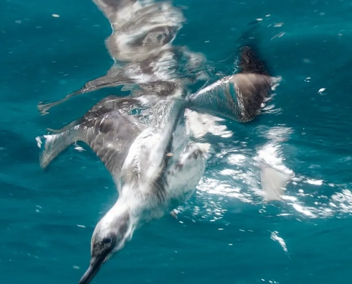 A bird diving into the ocean