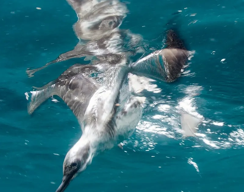 A bird diving into the ocean