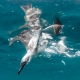 A bird diving into the ocean