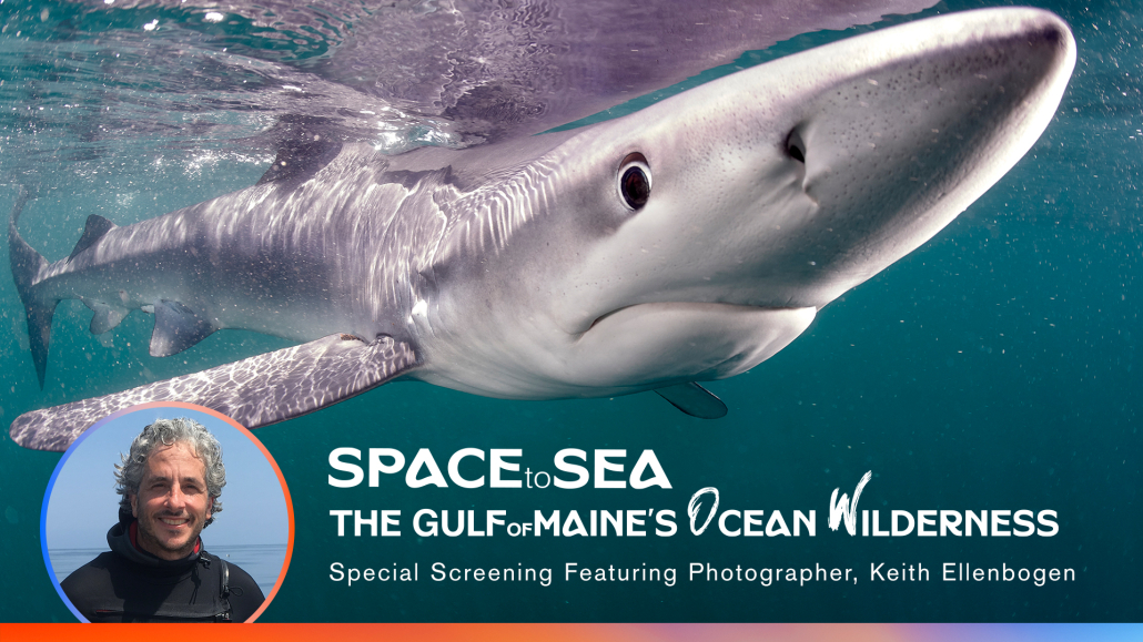 A blue shark and headshot of photographer Keith Ellenbogen