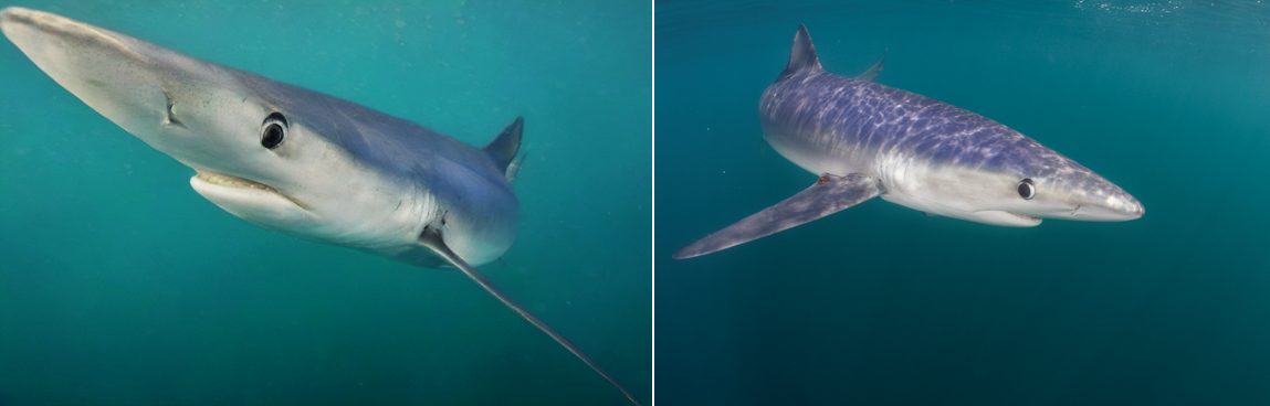 Two images of blue sharks as a test to see if the viewer can spot which one is AI-generated by LOBSTgER’s diffusion models. (AI-generated image: Keith Ellenbogen, Andreas Mentzelopoulos, and LOBSTgER. Photo: Keith Ellenbogen)