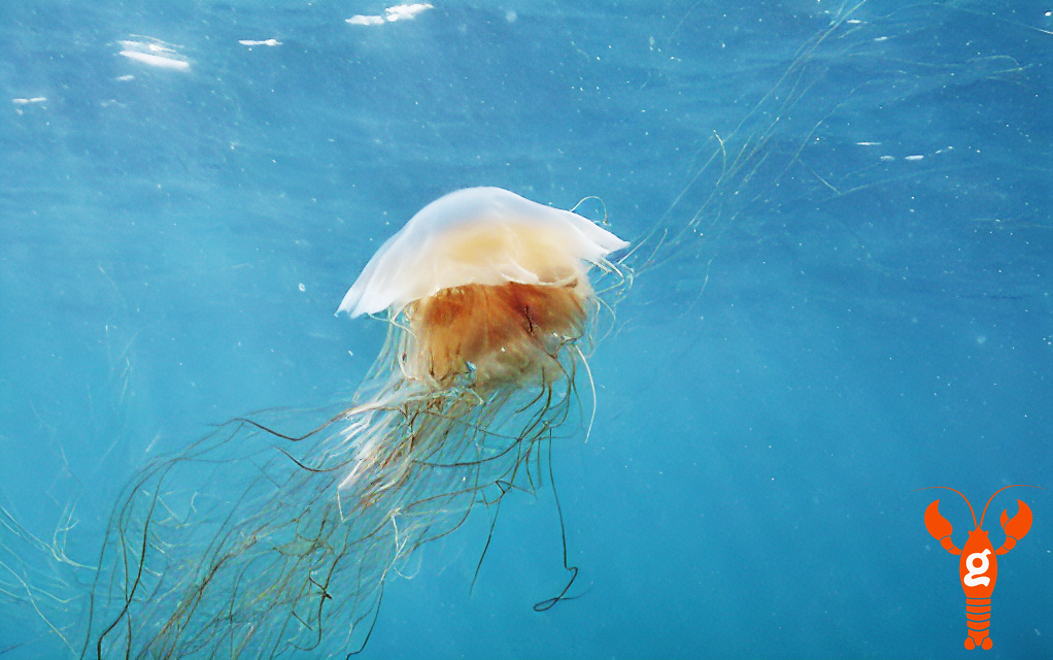 An image of a Lion’s mane jellyfish underwater generated by LOBSTgER.