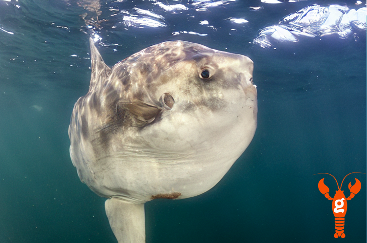 AI-generated image of an ocean sunfish (Mola mola) underwater. (Keith Ellenbogen, Andreas Mentzelopoulos, and LOBSTgER)