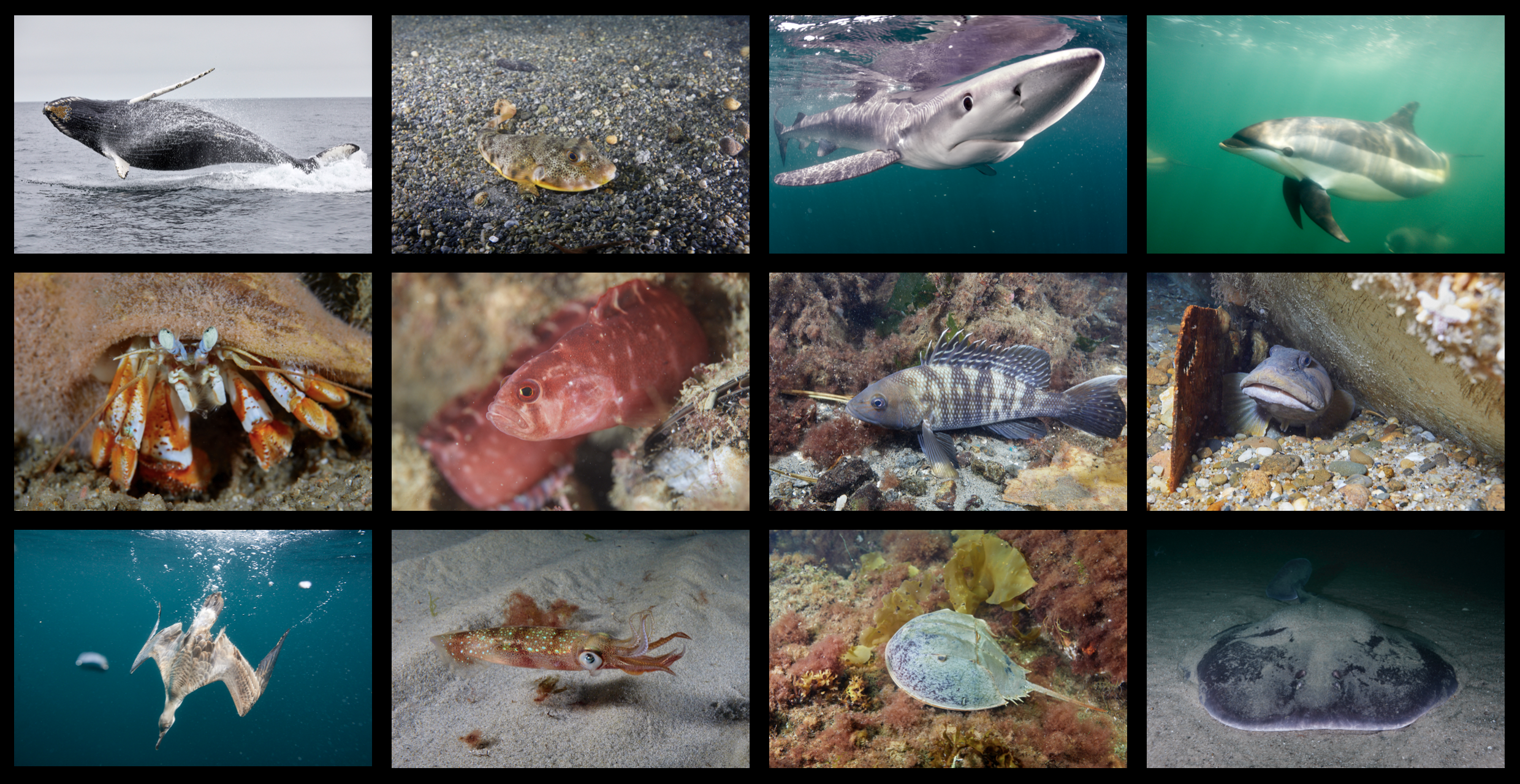 Twelve photographs of New England's marine life including a humpback whale, blue shark, and horseshoe crab. (Photos: Keith Ellenbogen)