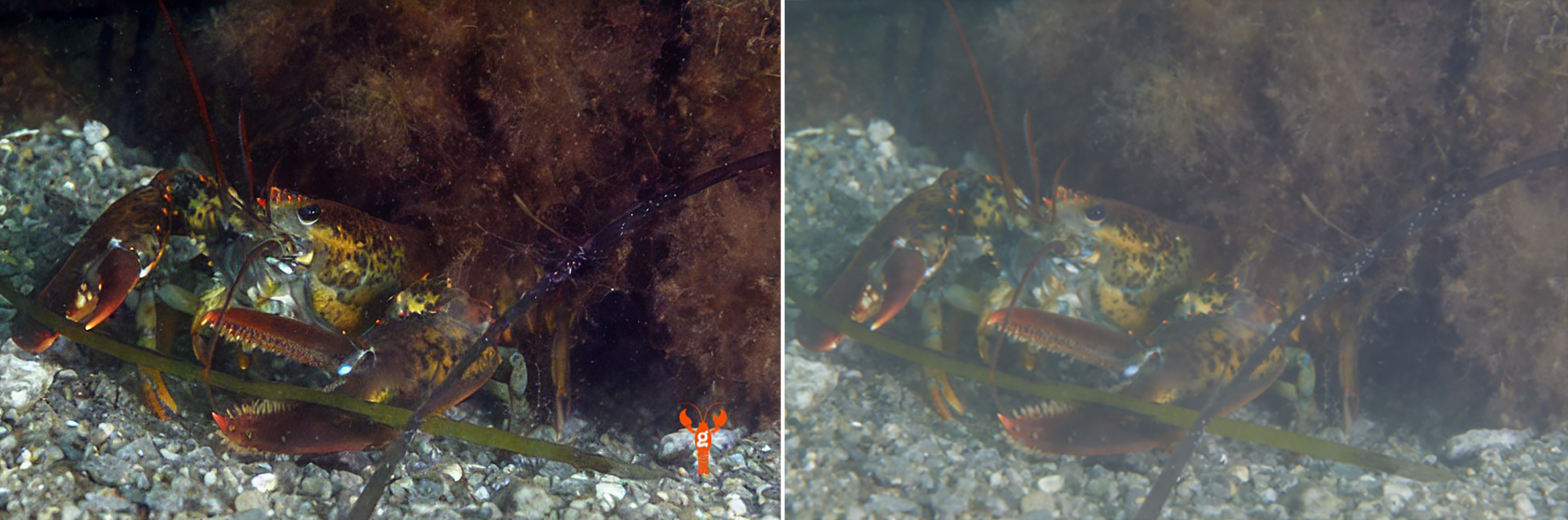 An enhanced image of an American lobster using LOBSTgER’s image-to-image models, next to the original photograph. (Left: AI genertated image by Keith Ellenbogen, Andreas Mentzelopoulos, and LOBSTgER. Right: Keith Ellenbogen)