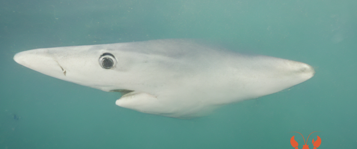 A blue shark image in process with a nose-like body - an outtake of LOBSTgER’s generative AI learning. (AI-generated image: Keith Ellenbogen, Andreas Mentzelopoulos, and LOBSTgER)