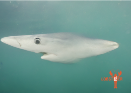 A blue shark image in process with a nose-like body - an outtake of LOBSTgER’s generative AI learning. (AI-generated image: Keith Ellenbogen, Andreas Mentzelopoulos, and LOBSTgER)