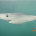 A blue shark image in process with a nose-like body - an outtake of LOBSTgER’s generative AI learning. (AI-generated image: Keith Ellenbogen, Andreas Mentzelopoulos, and LOBSTgER)